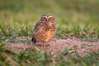 Shoreline Park - Kite Flying Area
